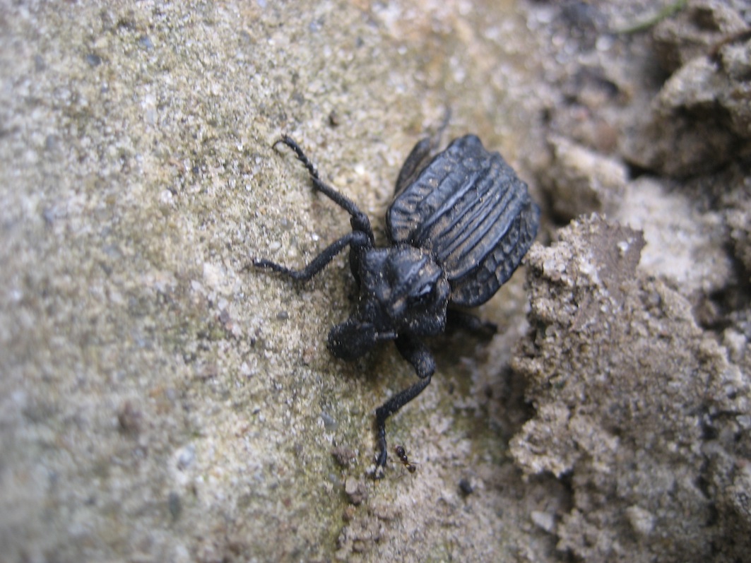 Brachicerus undatus